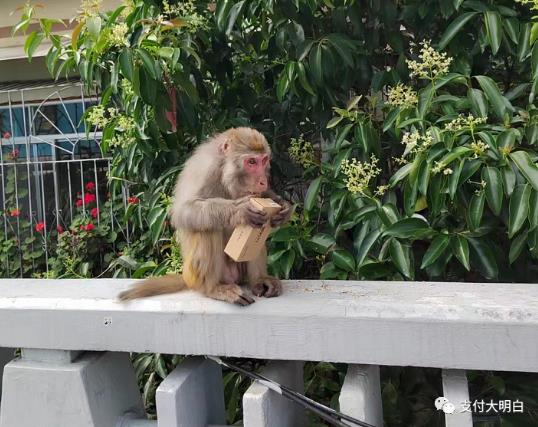 贵州一代理商的POS机被野猴子抢走了 莫非猴子也要刷卡？